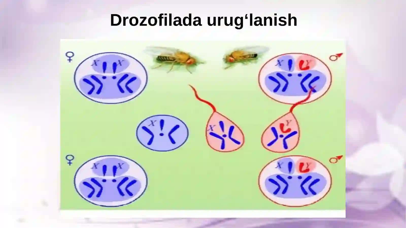 Jinsiy xromosomalar va avlodlar. Belgilarning birikkan holda irsiylanishi 4