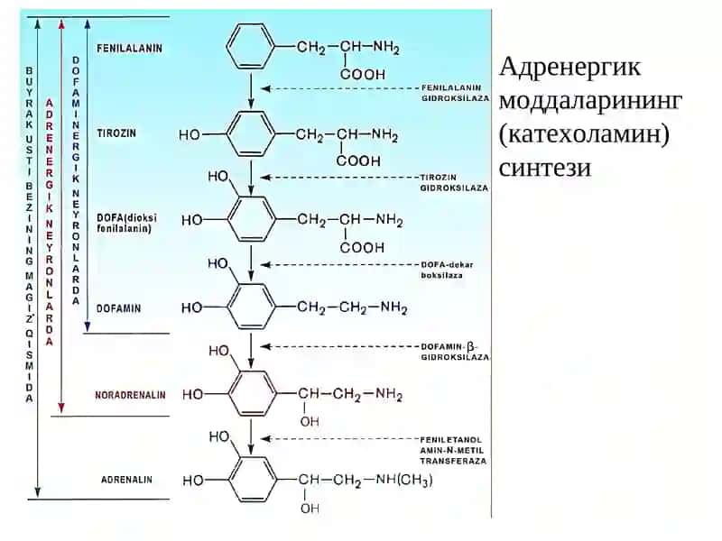 Адренергик моддалар 4