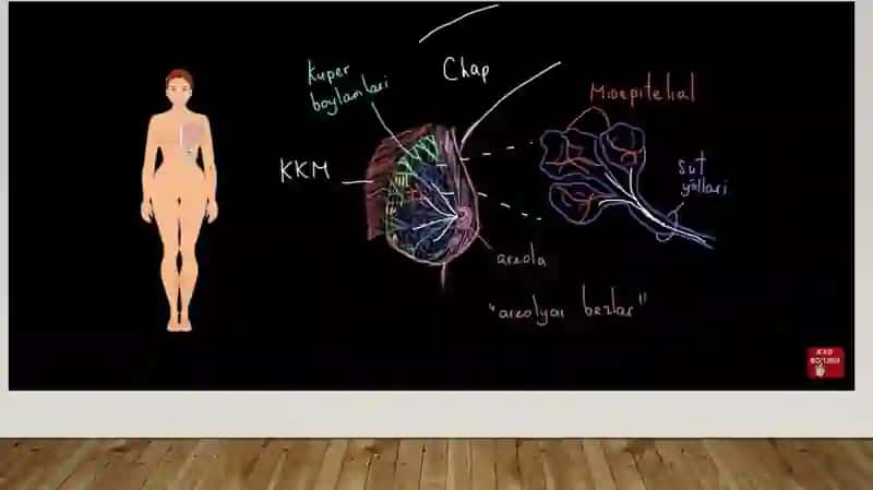 Sut bezlari gistogenezi va gistofiziologiyasi. Laktatsiya jarayonining neyrogumoral mexanizmlari mavzusida 4