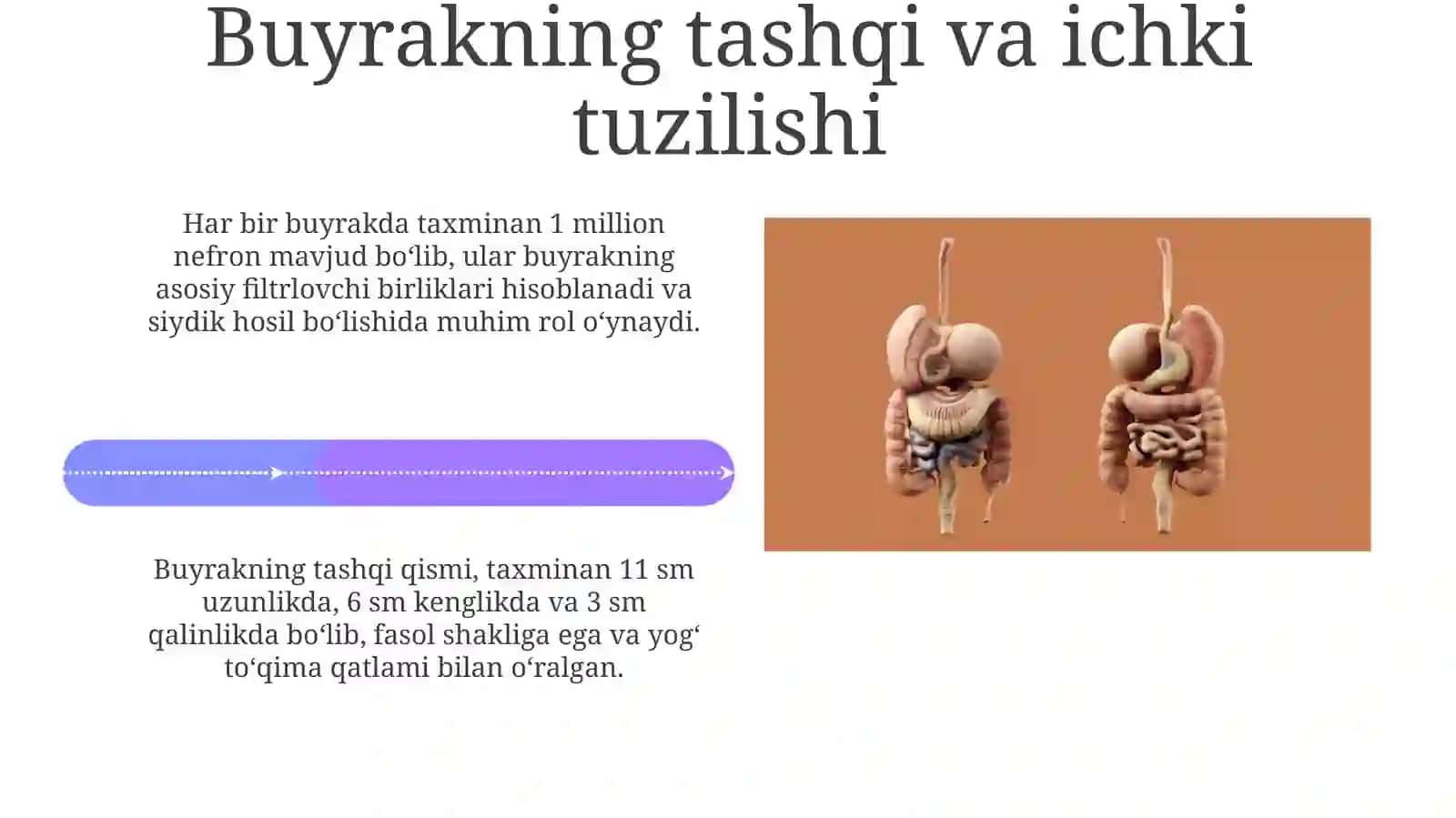 Buyrakning tuzilishi. Patologiyasi va vazifalari 4
