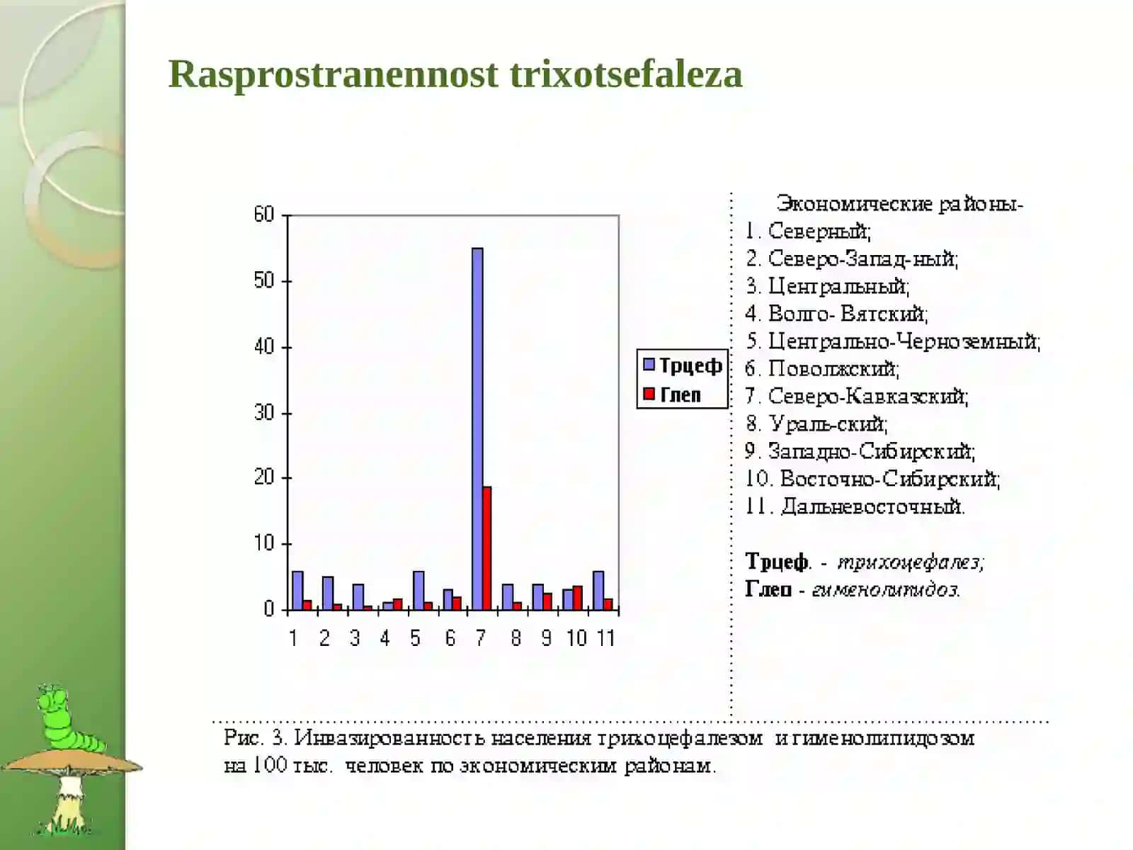 Parazitlar olami - qilbosh gijja (Vlasoglav) tadqiqoti 4