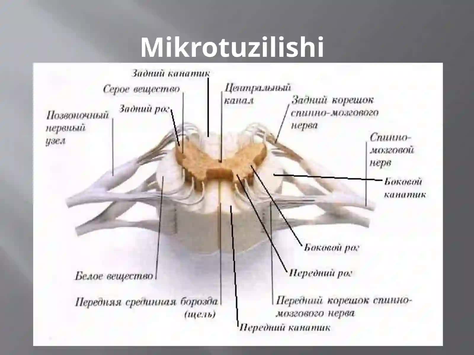 Orqa miya tuzilishi va fiziologiyasi 4