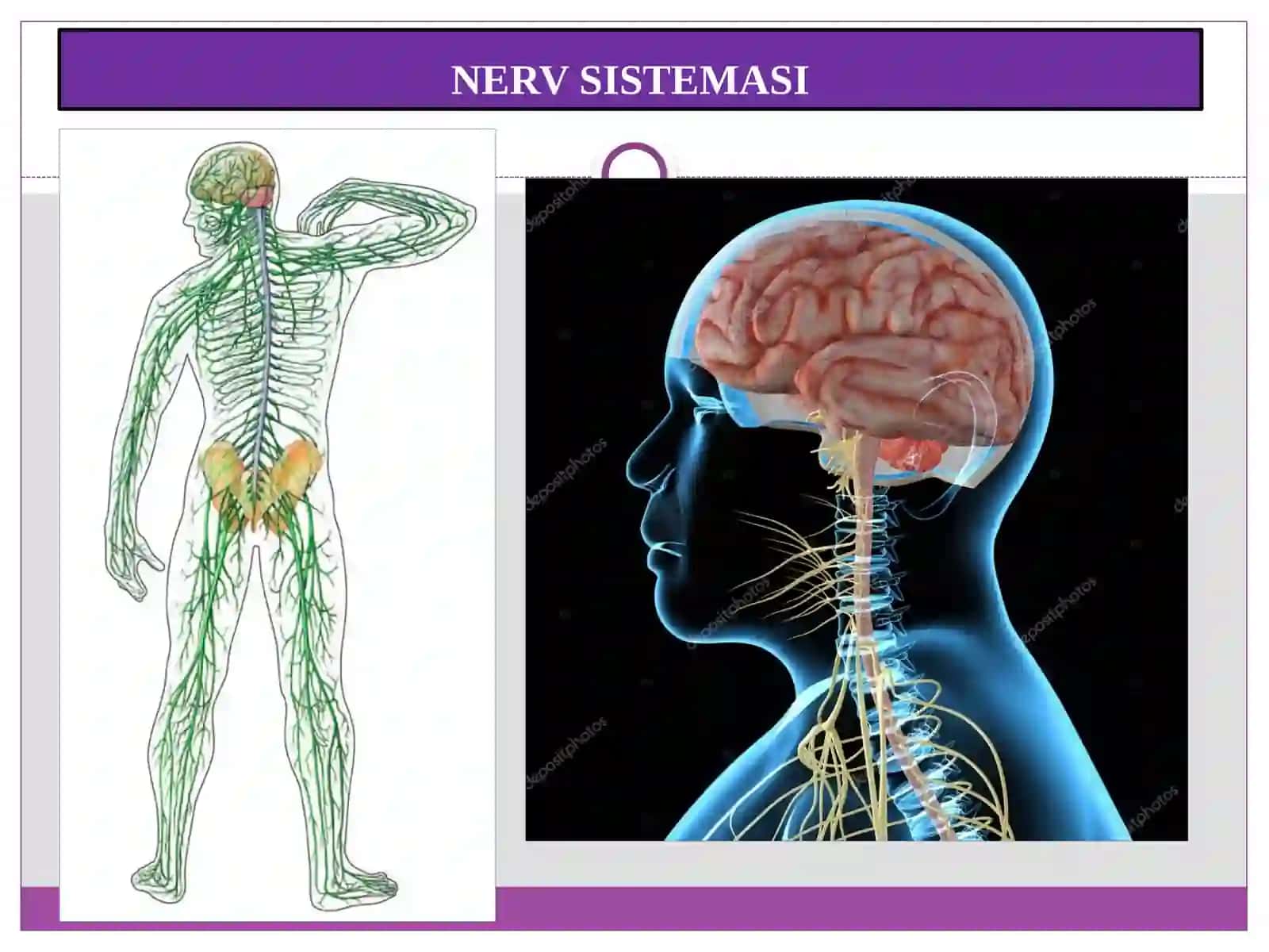 Orqa miya — Anatomiya fanidan prezentatsiya 4