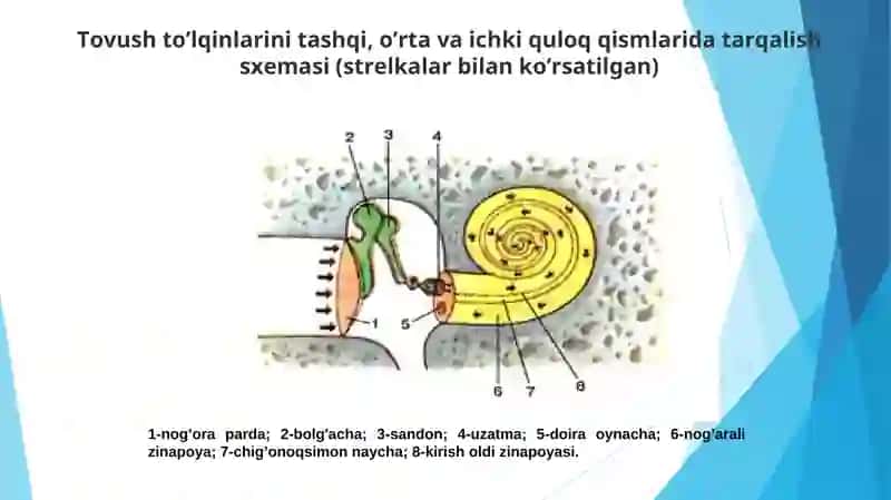 Transport korxonalarida shovqin, titrash va ularni inson organizmiga ta’siri 4