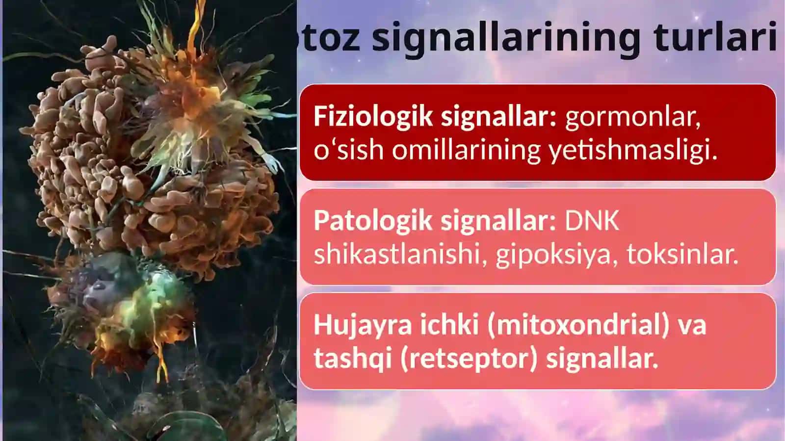 Аpoptoz «ulish signali» ekanligi toʼgʼrisida. 4