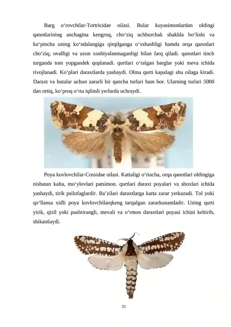 Tangachaqanotlilar sistematikasi 4