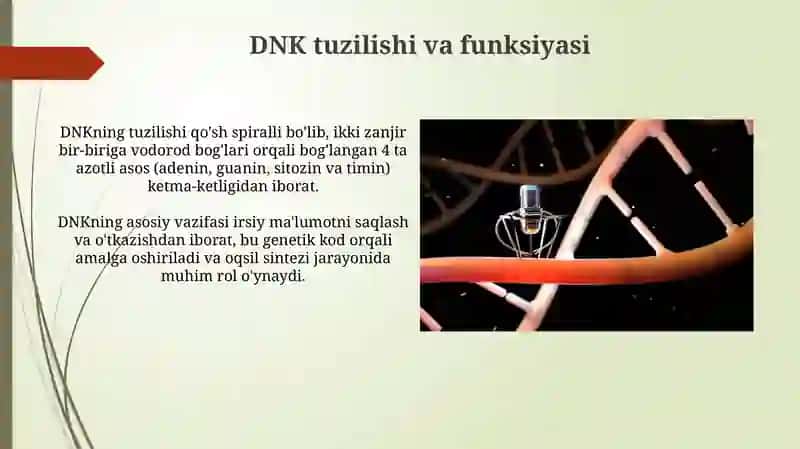 Oqsil sintezi stimulyatorlari 4