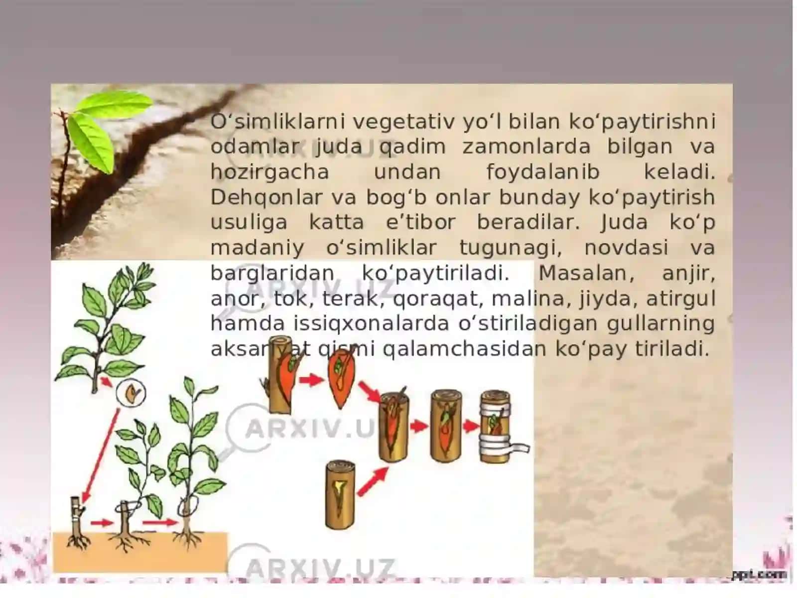 Organizmlarning ko'payish xillari 4