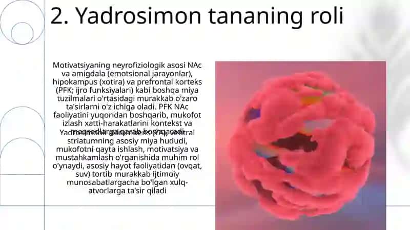 Neyrotransmitter va mukofot yo'llari 4
