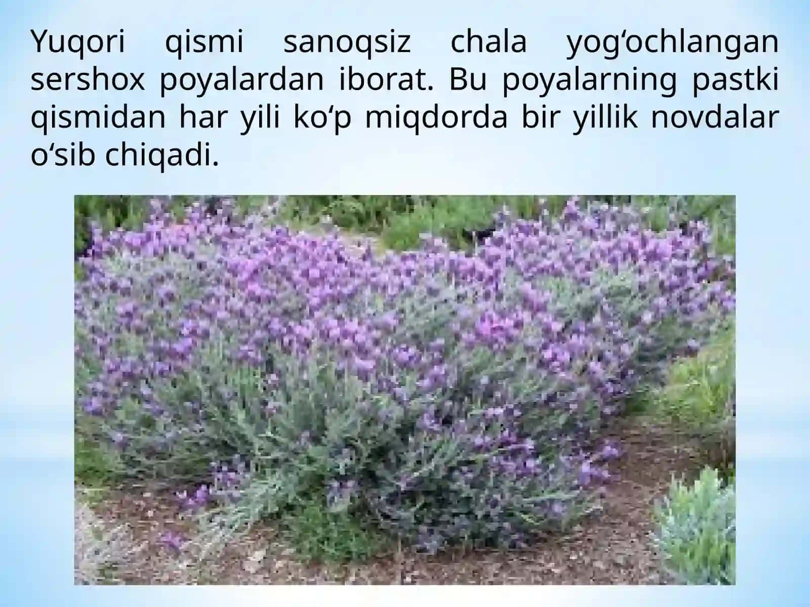 Lavanda - Lavandula offisinalis L 4