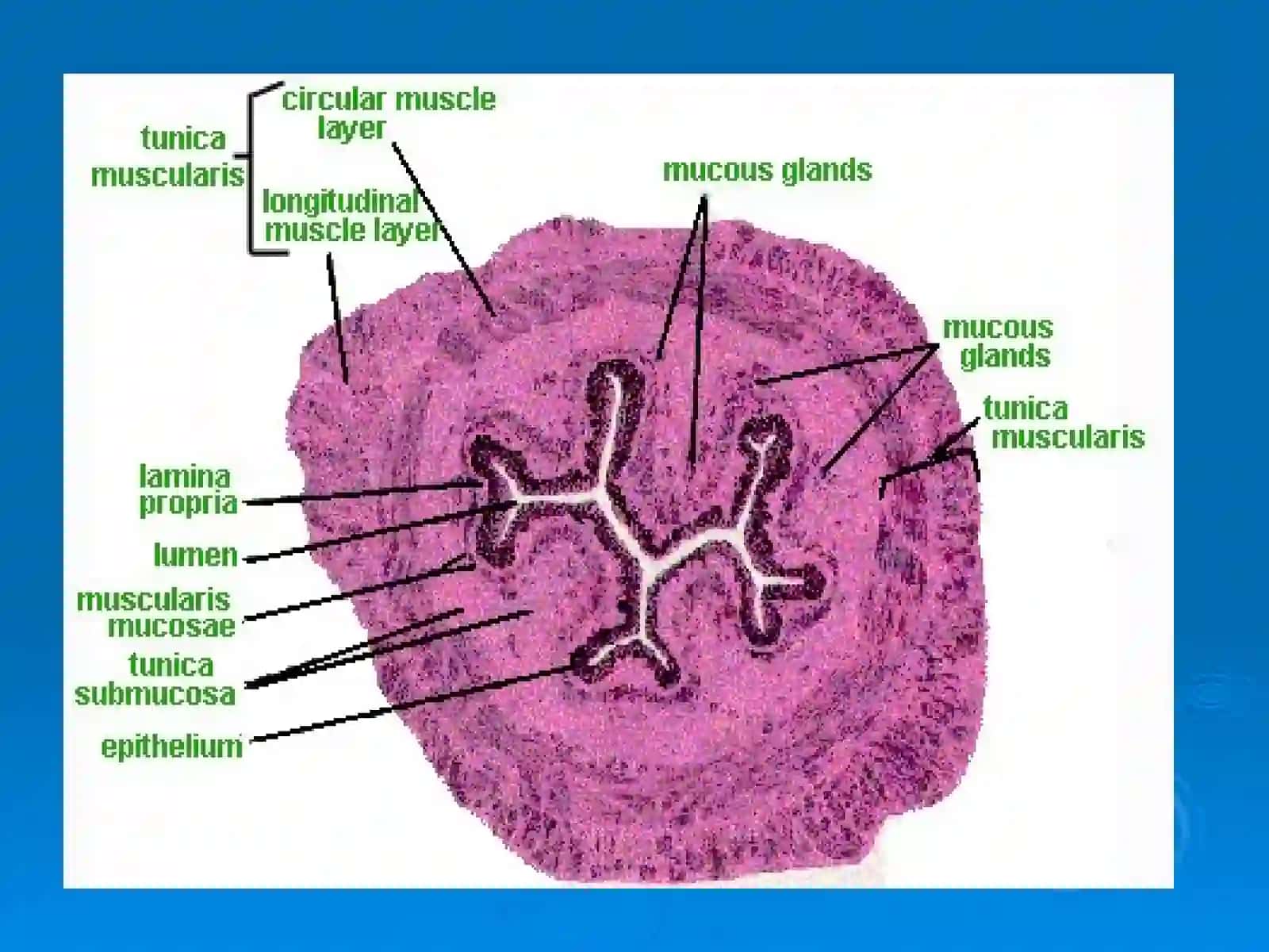 DIGESTIVE SYSTEM 4