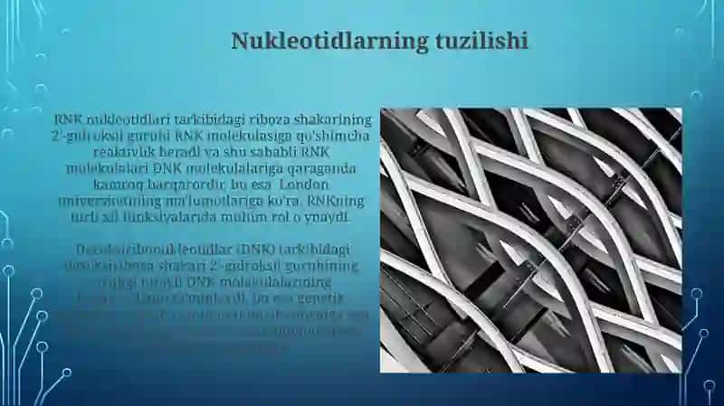 Hujayra nukleotidlari. Nuklein kislotalarning tuzilishi, klassifikatsiyasi va nomenklaturasi 4