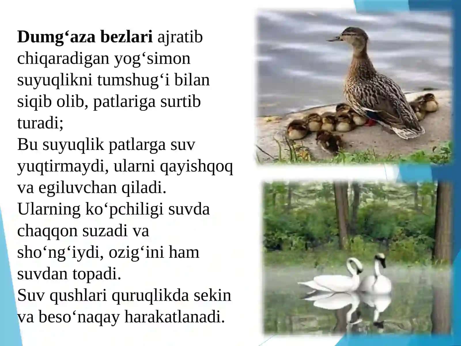 SUV QUSHLARI, TUZILISHI VAHAYOT KECHIRISHI 4