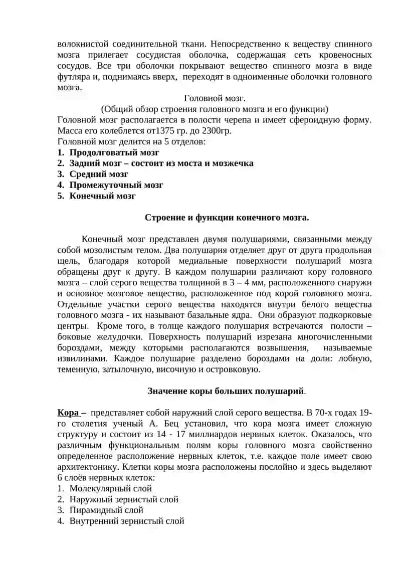 "Головной мозг. Строение отделов головного мозга" 4