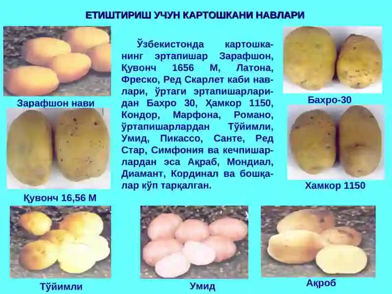 «КЕЧКИ КАРТОШКА ЕТИШТИРИШ ТЕХНОЛОГИЯСИ-НИНГ ИҚТИСОДИЙ САМАРАДОРЛИГИ» 4