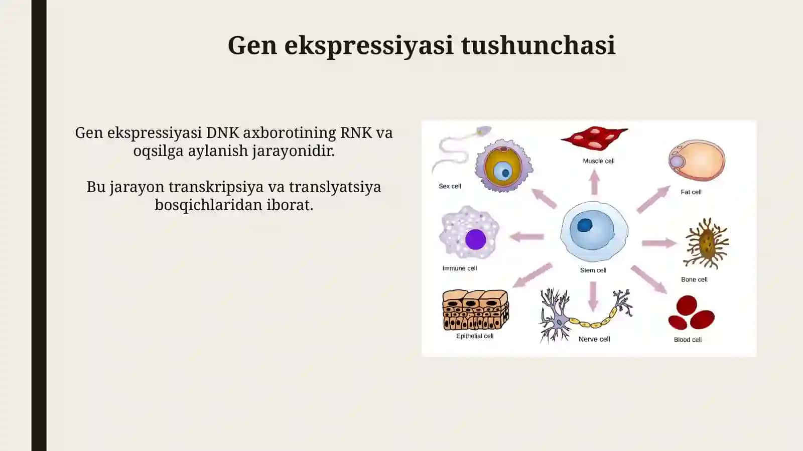 Genlar ta’sirining boshqarilishi,hujayradifferensirovkasi 4