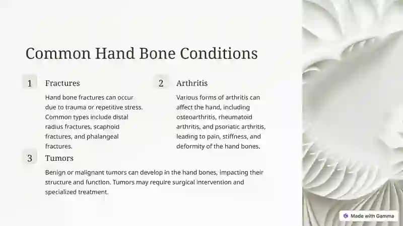 Anatomy of the Bones of the Hand 4