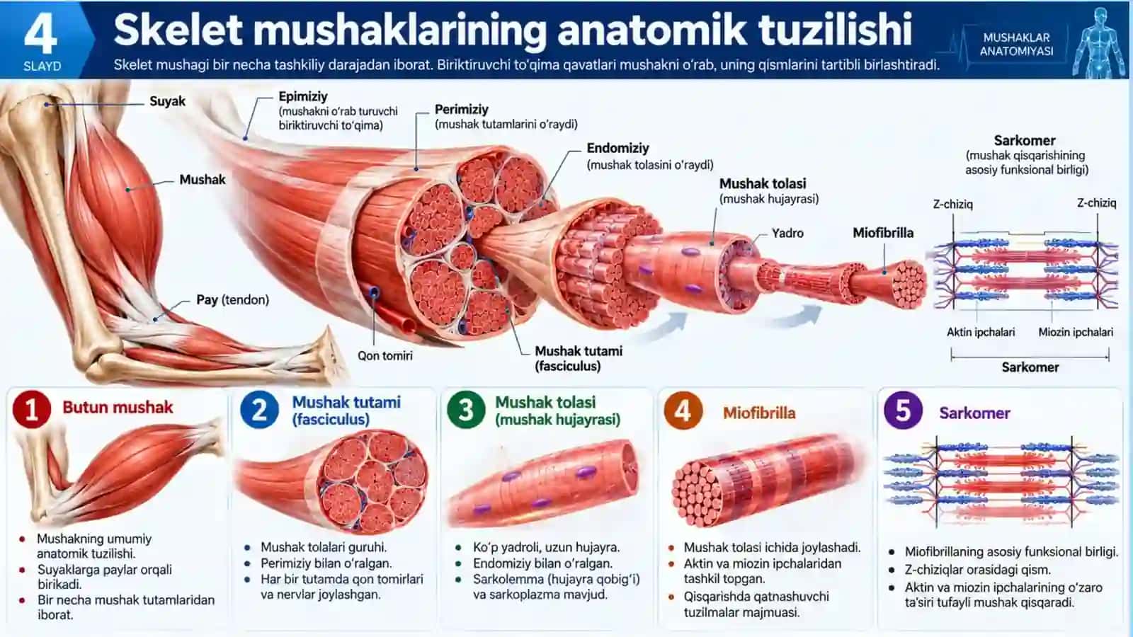Mushaklar anatomiyasi — Professional taqdimot (16 slayd) 4