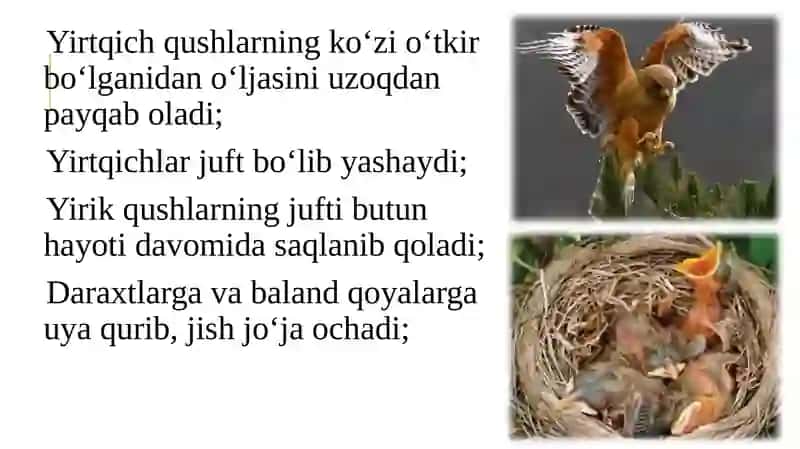Yirtqichqushlar 4