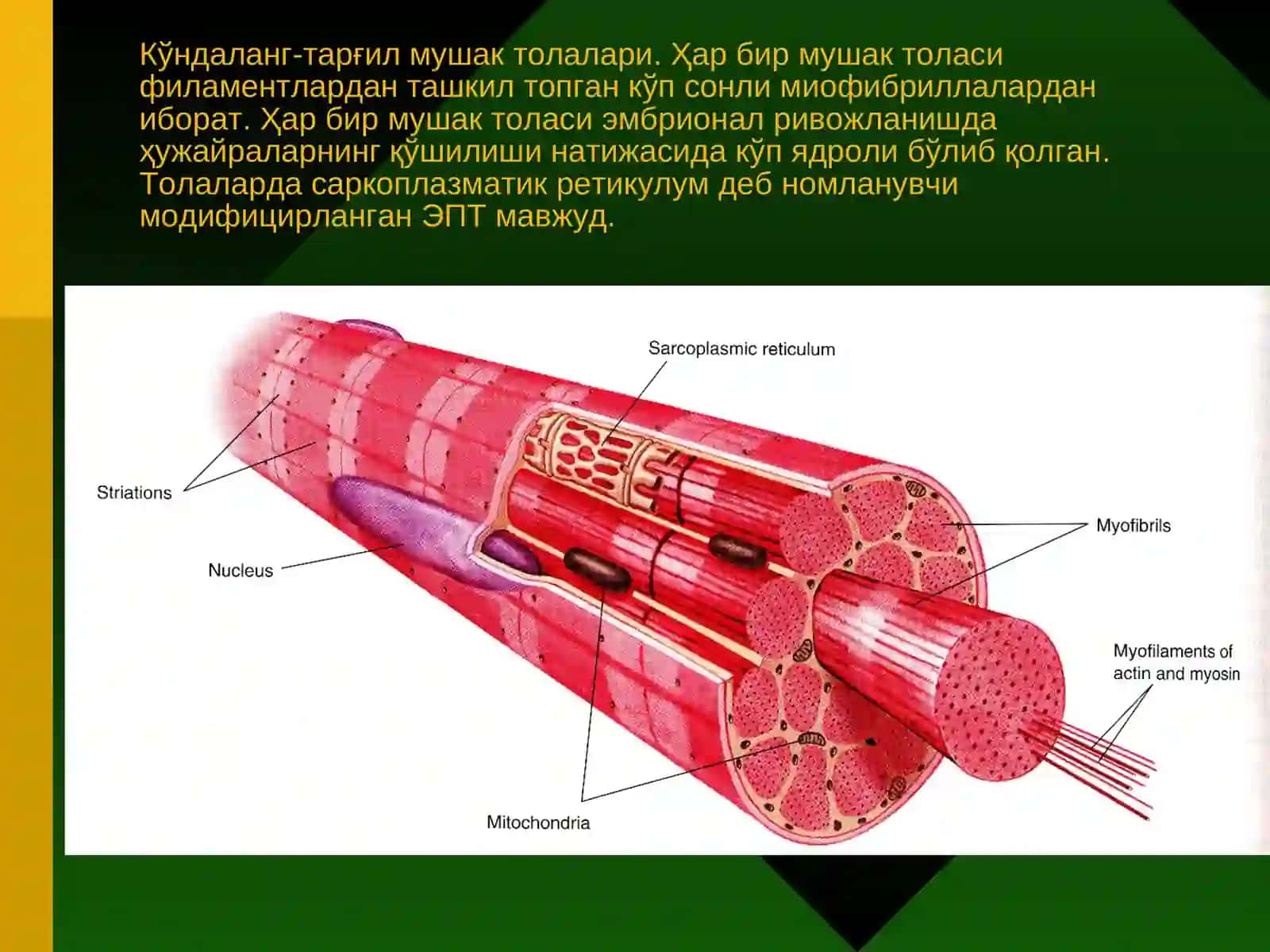 МУШАКВА НЕРВТЎҚИМАСИ 4
