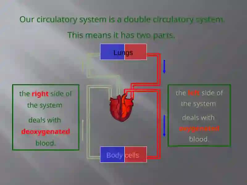 Circulatory System 4