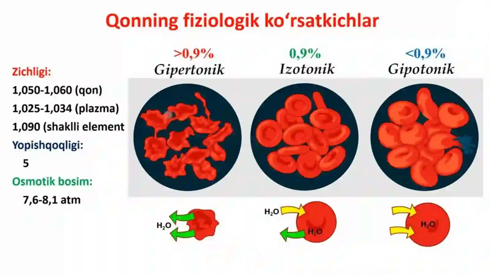Organizmning ichki muhiti Qon 4