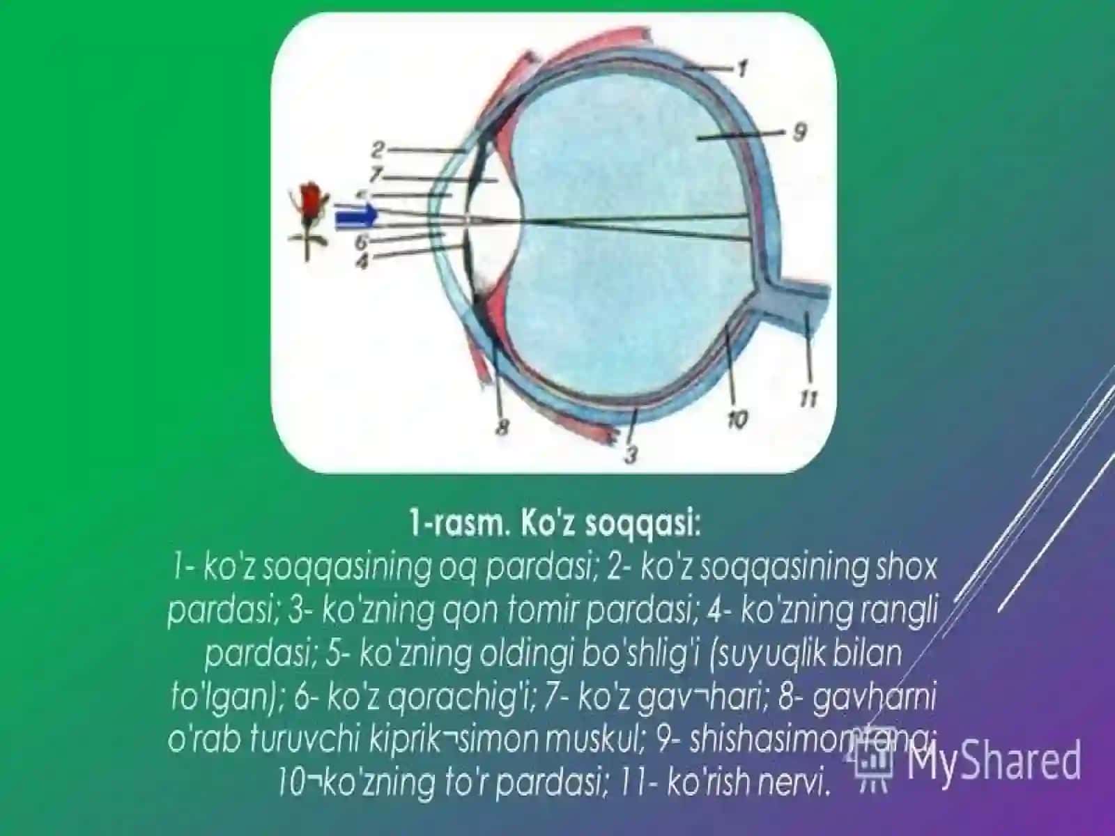 ANALIZATORLAR – KO’ZNING TUZILISHI 4