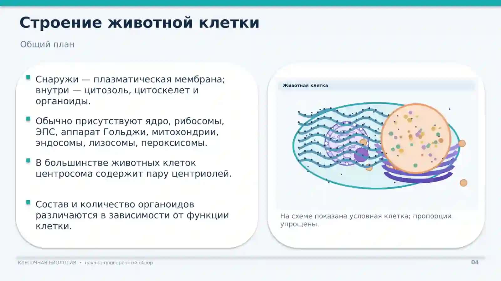 ОРГАНОИДЫ КЛЕТКИ 4