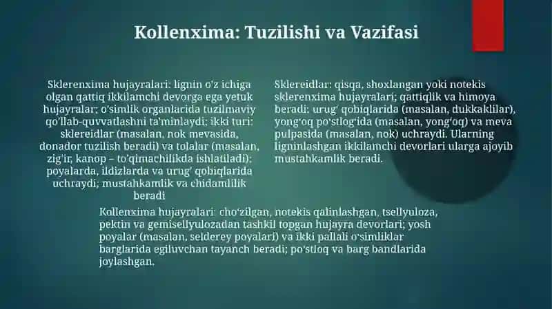 Sklerenxima va kollenxima 4