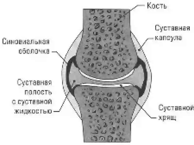 Биомехнаика Суставов 4