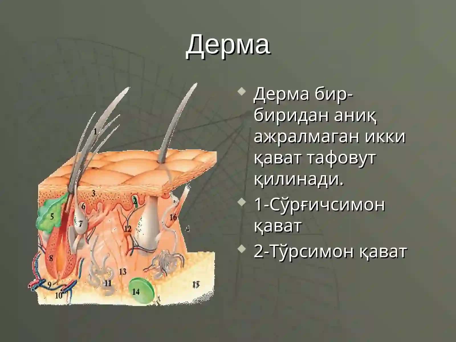 ДЕРМАТОЗЛАРНИ УМУМИЙ КЛИНИК БЕЛГИЛАРИ ВА ПАТОМОФОЛОГИЯСИ. ТЕРИ ВА ШИЛЛИК КАВАТНИНГ АНАТОМИЯСИ 4