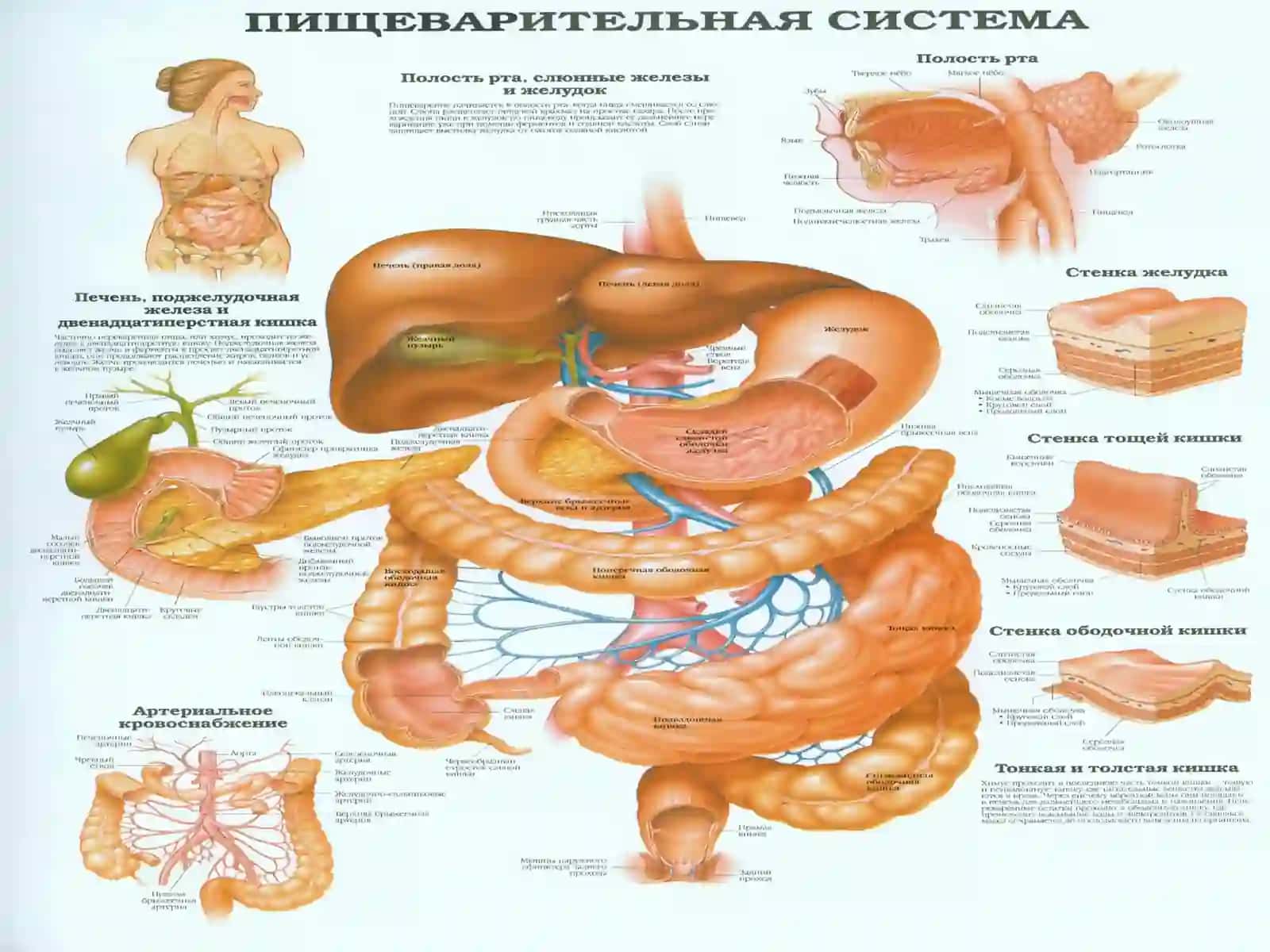 Заболевания органов пищеварения и их профилактика 4