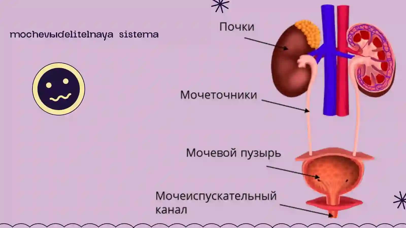 Siydik ajratish a'zolari va kasalliklari 4