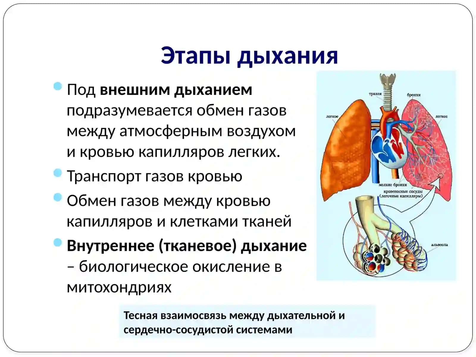 Анатомо-физиологические особенности дыхательной системы у детей 4