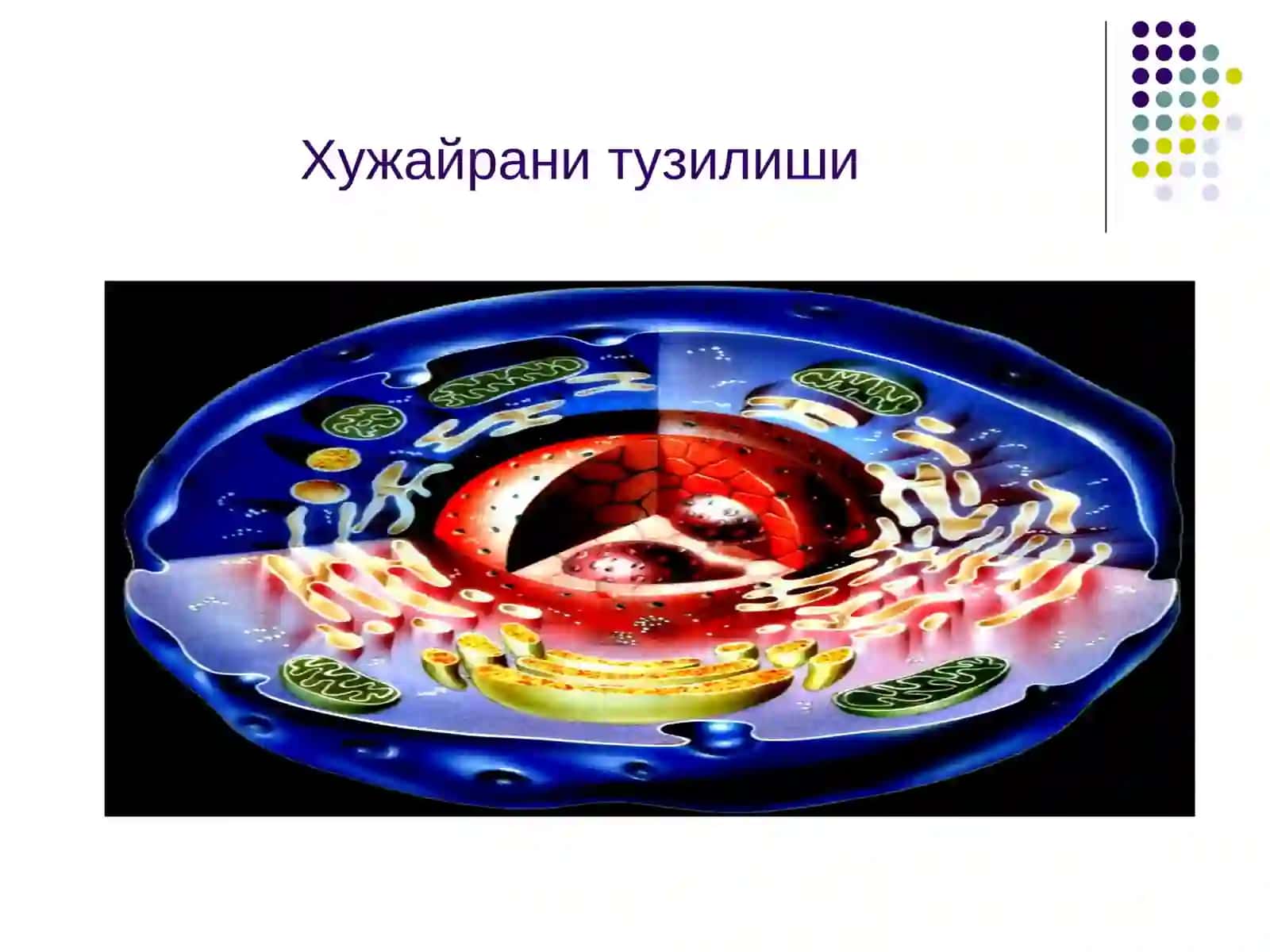 ЛекцияШИКАСТЛАНИШ ПАТОФИЗИОЛОГИЯСИ 4