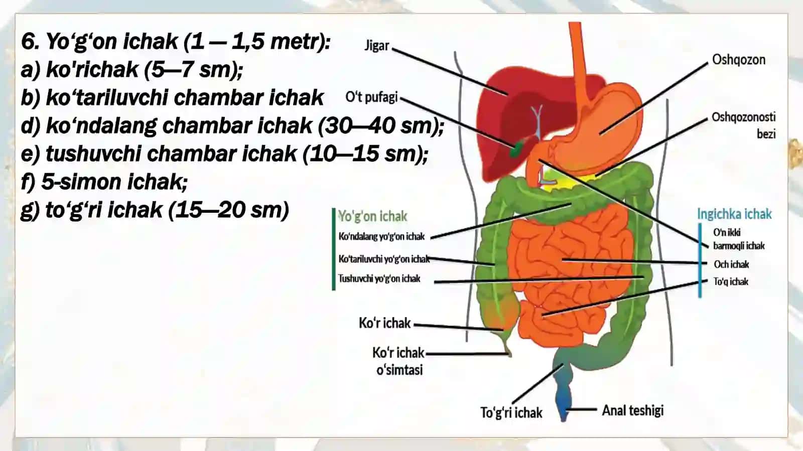 OVQAT HAZM QILISH A'ZOLARI KASALLIKLARI 4