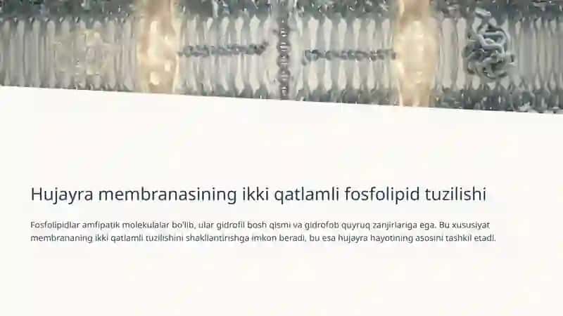 Fosfolipidlar almashinuvi buzilishi: Patofiziologiya va Klinik Ahmiyati 4
