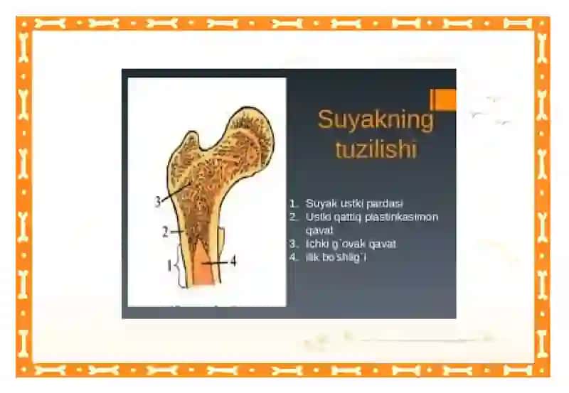 Suyaklarning oʼsishi va roʼyoblanishi 4