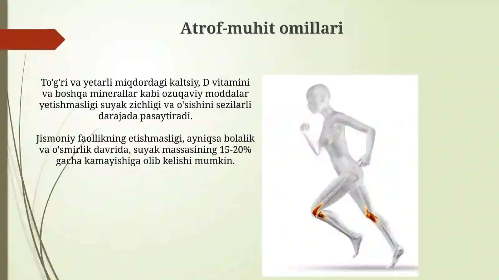 Suyaklarning o'sishi va rivojlanishiga ta'sir etuvchi omillar 4