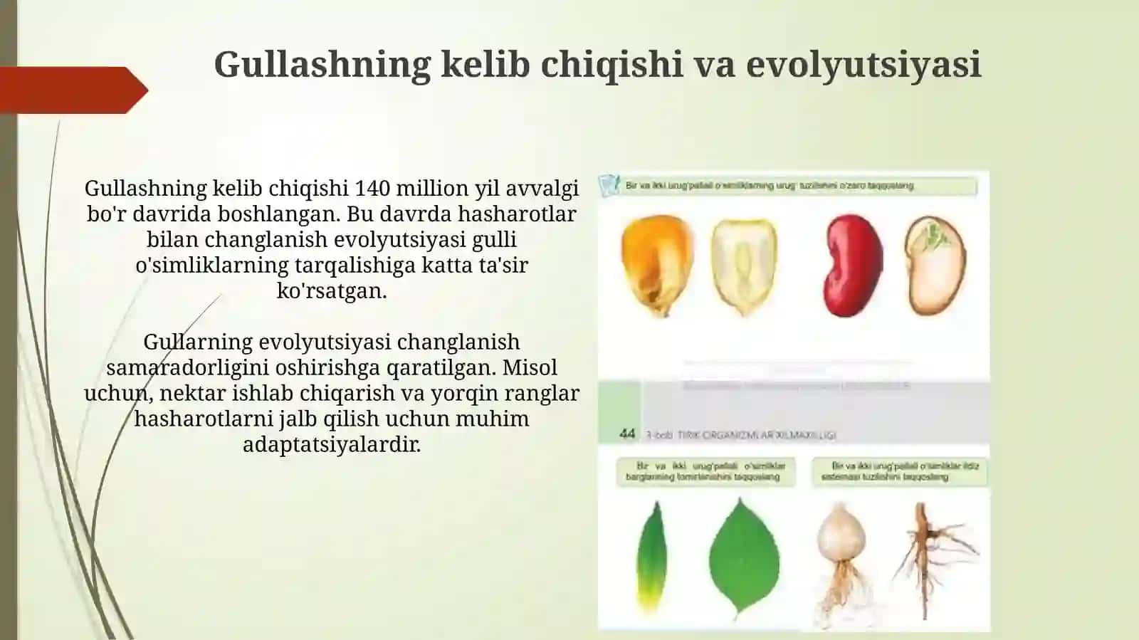 Yopiq urugʻlilar boʻlimining umumiy tavsifi. Asosiy belgilarning kelib chiqishi 4