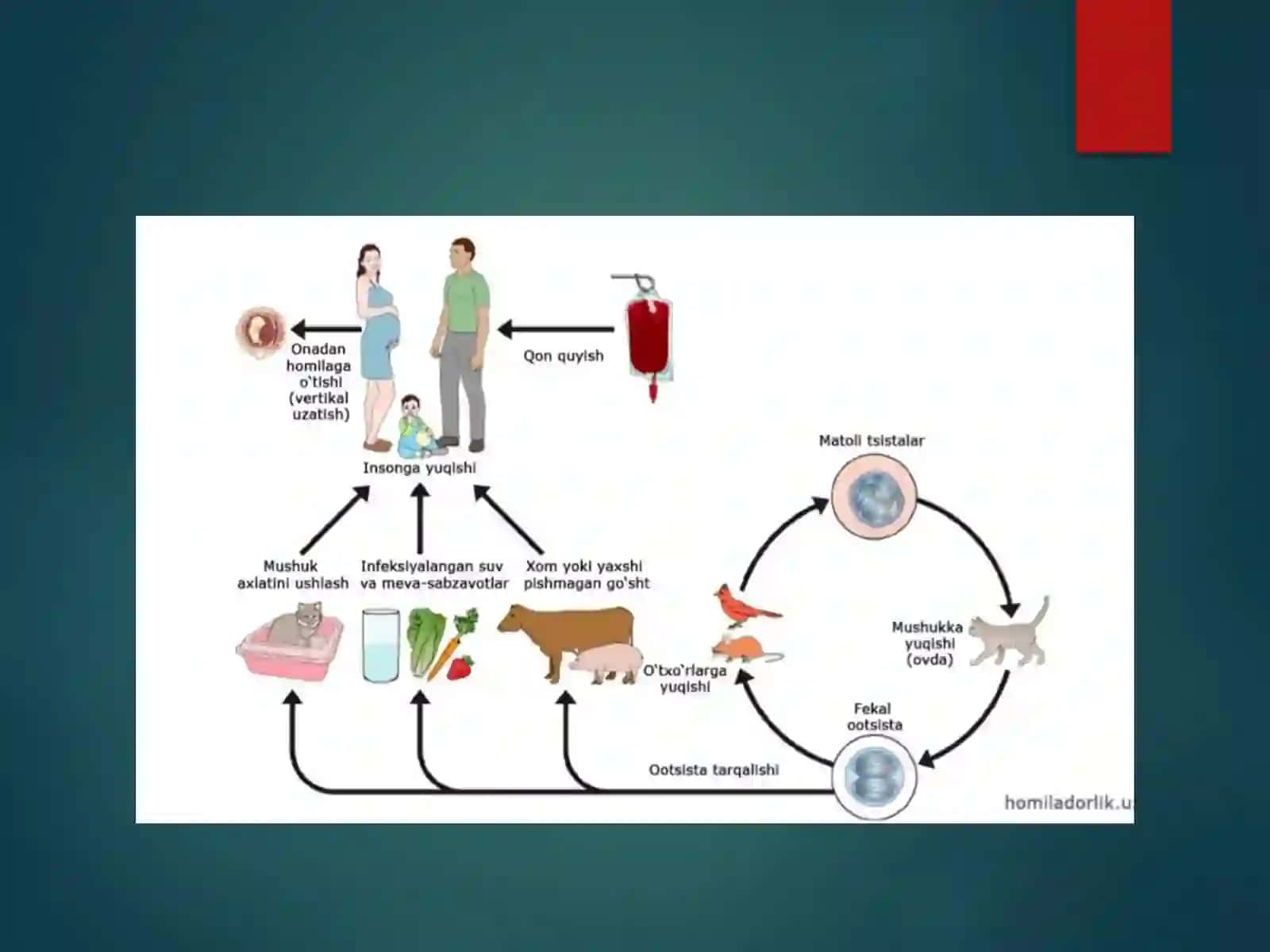 Epidemik jarayon haqida gi‘limot 4