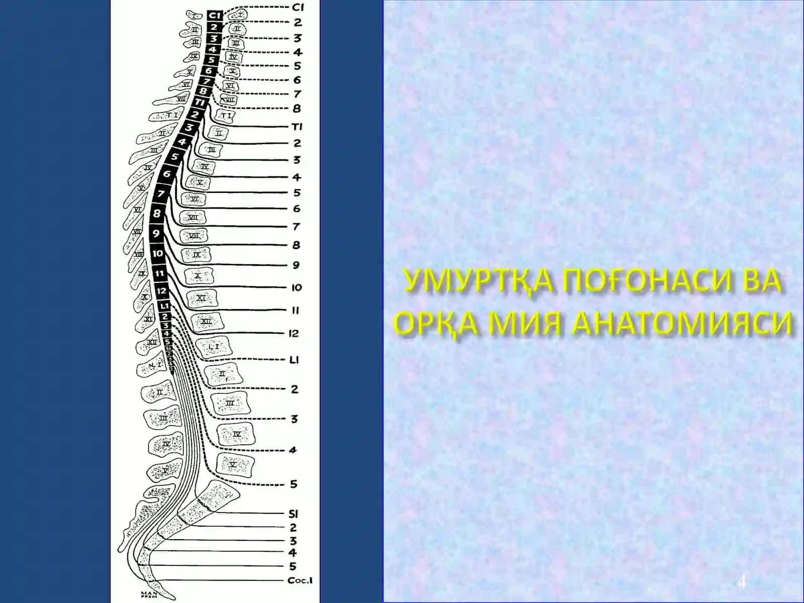 СЕГМЕНТЛАР БЎЙИЧАИННЕРВАЦИЯСИ 4