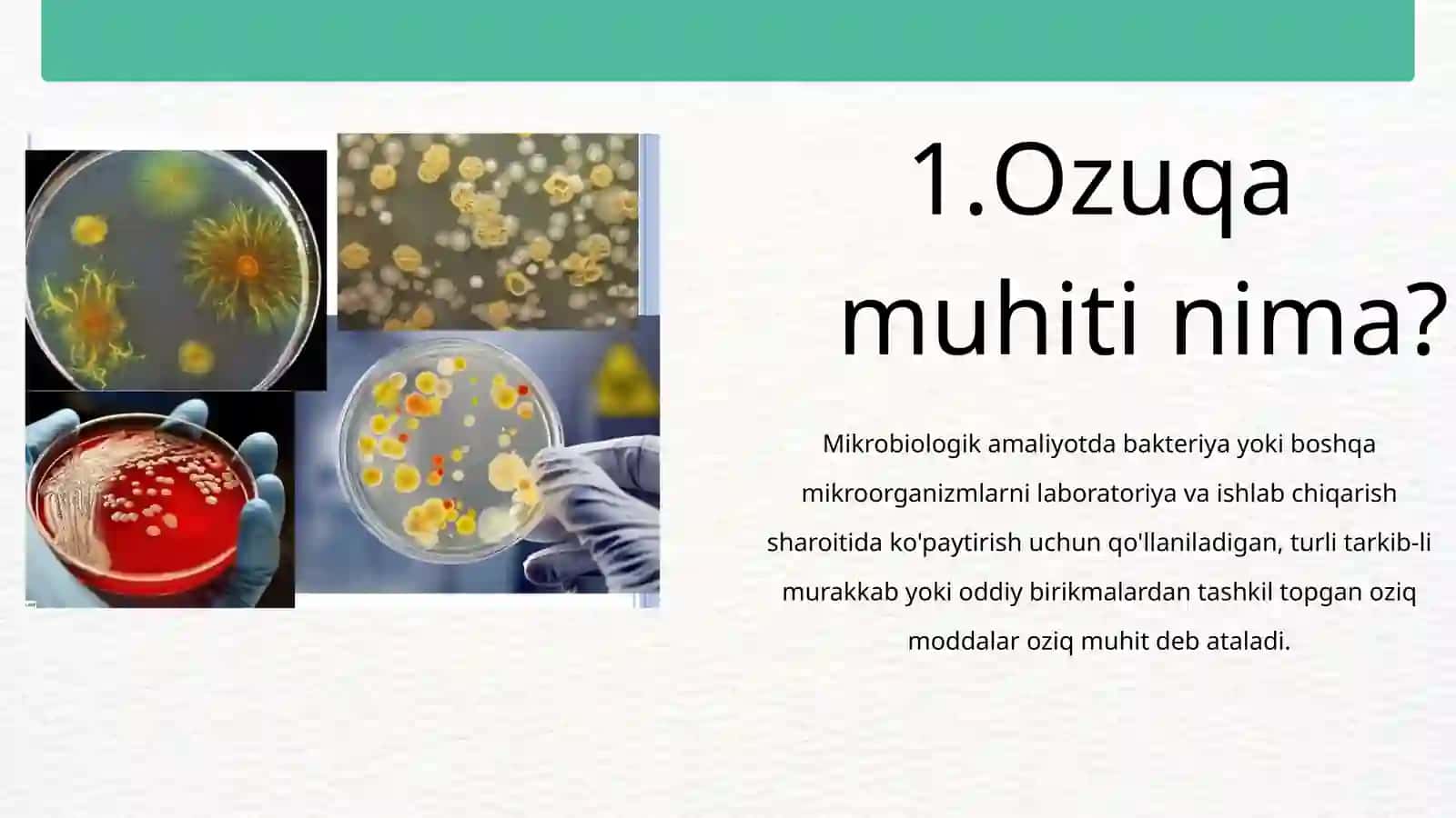 MIKROORGANIZMLAR FIZIOLOGIYASI, MIKROORGANIZMLARNI O‘STIRISH VA SOF KULTURA AJRATIB OLISH USULLARI 4