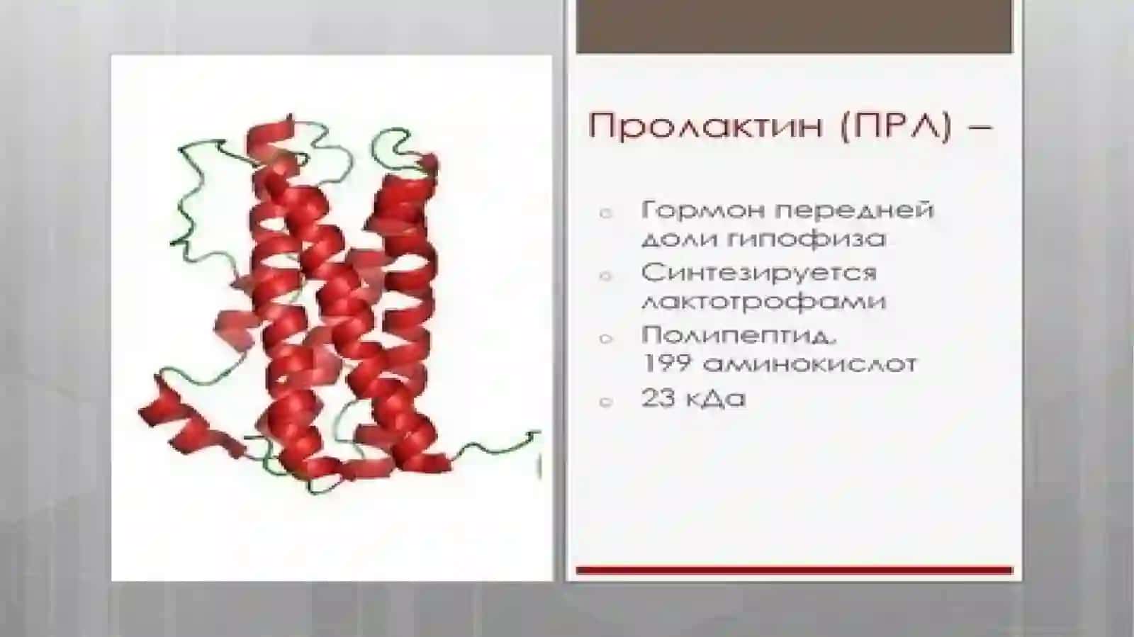 Prolaktin gormoni va uning funksiyalari 4