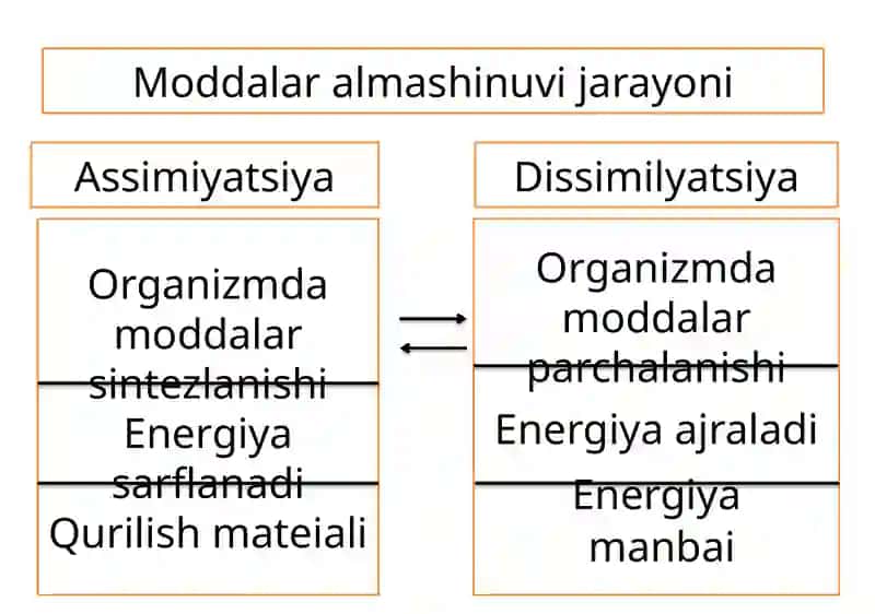 Hujayra va  organizmining hayotiy xossalari 4