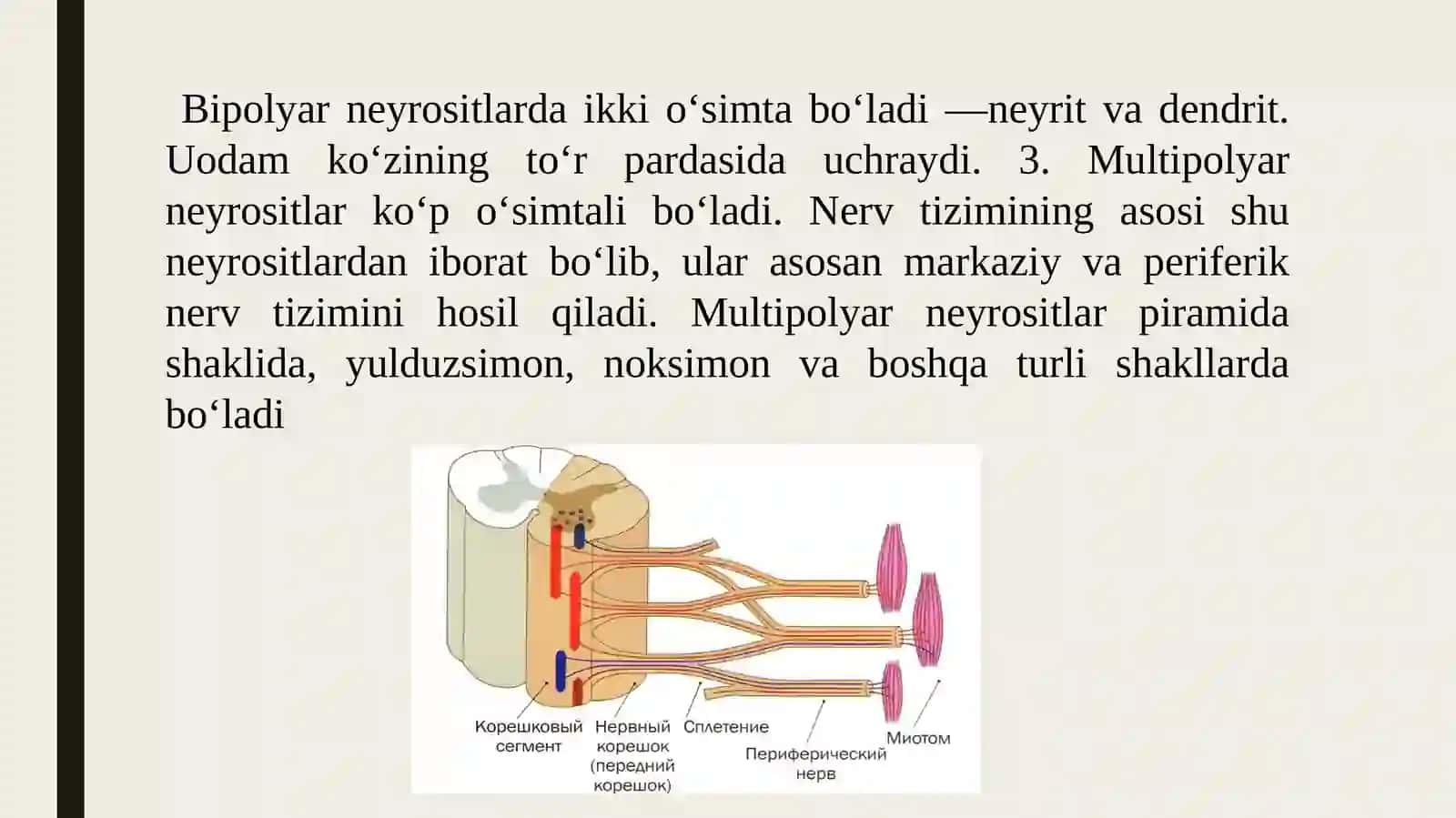 Miyelinli va miyelinsiz tolalardan qo`zg`alishni tarqalishi. 4