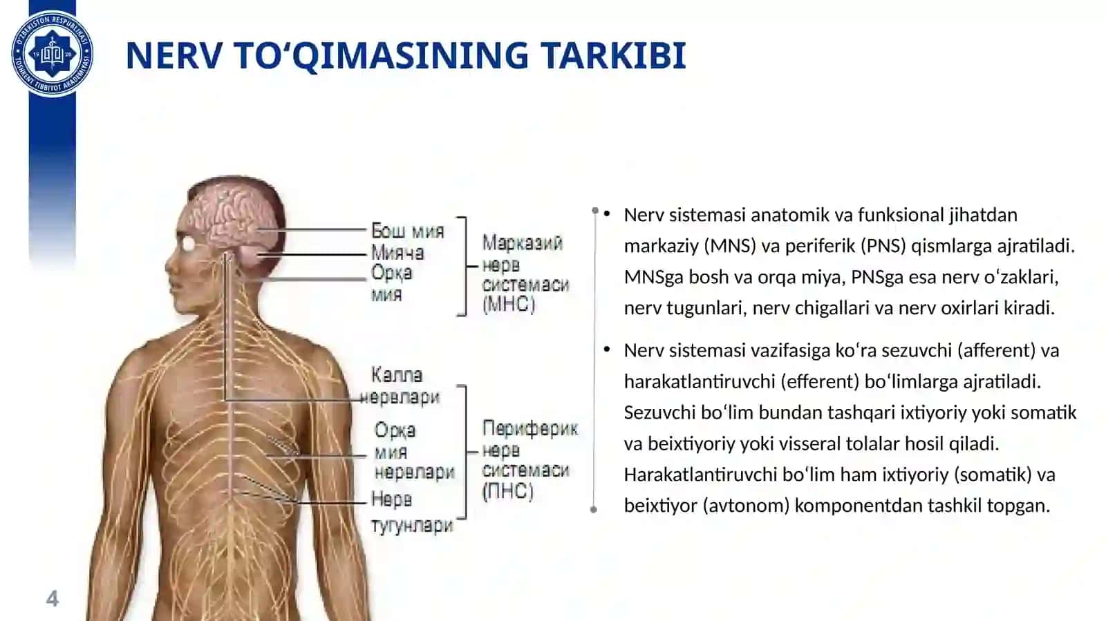 NERV TO‘QIMASI NEYRONLAR VA NEYROGLIYA 4