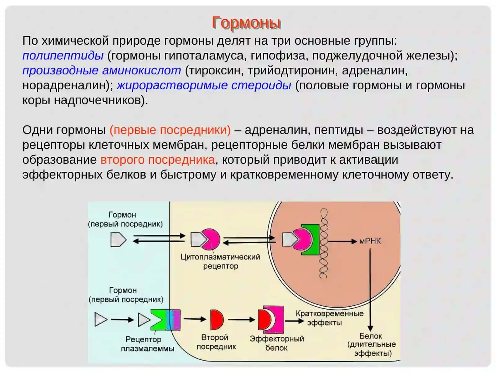 Гипоталамо-гипофизарная система 4