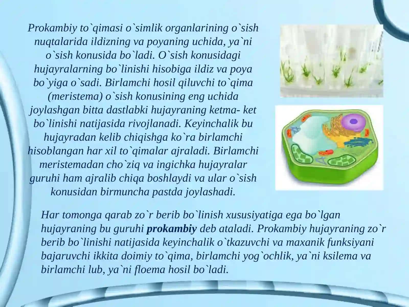 O`simliкlarning to`qimalari 4