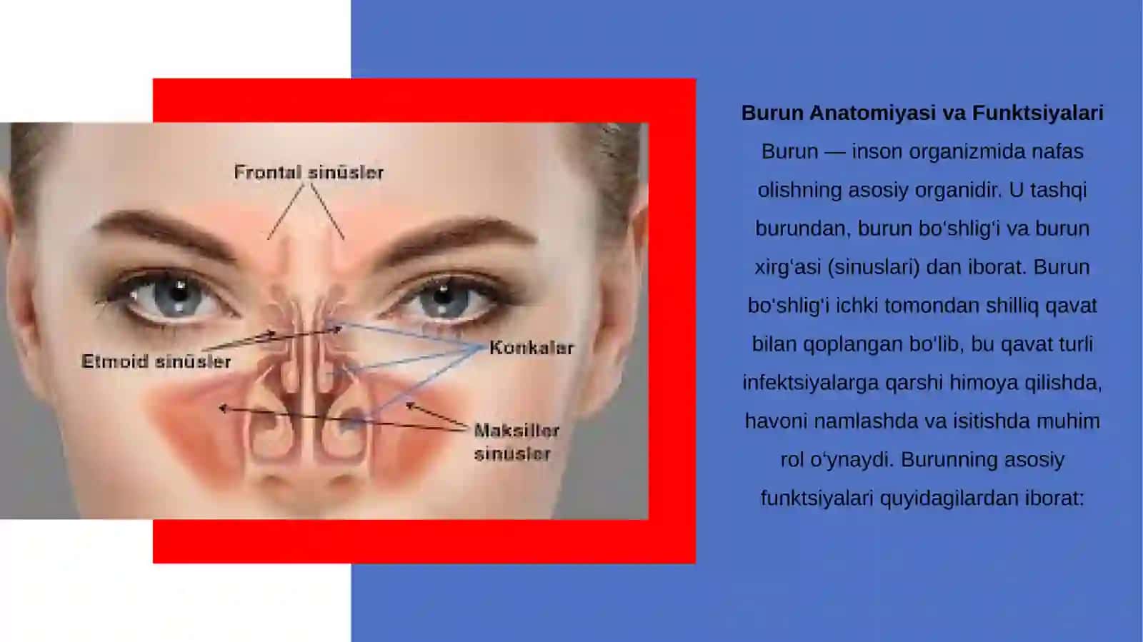 Burun va yondosh bo‘shliqlarining klinik anatomiyasi 4